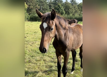 Belgian Warmblood, Stallion, 1 year, Bay-Dark