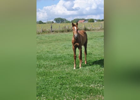 Belgian Warmblood, Stallion, 1 year, Chestnut-Red