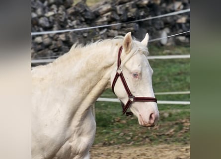 Belgian Warmblood, Stallion, 2 years, 13,3 hh, Cremello
