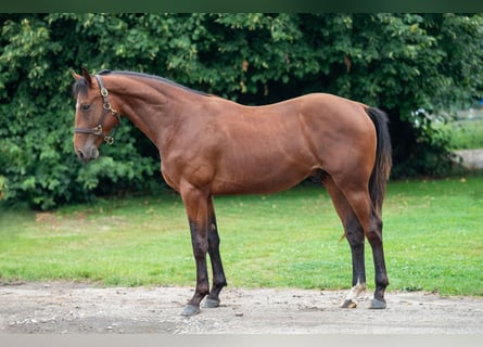 Belgian Warmblood, Stallion, 2 years, 15,1 hh, Brown