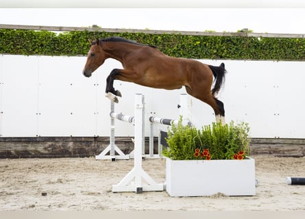 Belgian Warmblood, Stallion, 2 years, 15 hh, Brown
