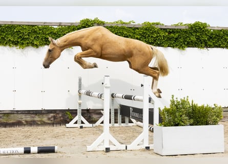 Belgian Warmblood, Stallion, 2 years, 15,2 hh, Palomino