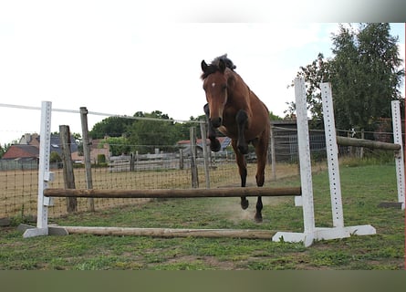 Belgian Warmblood, Stallion, 2 years, 16.2 hh, Brown
