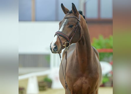 Belgian Warmblood, Stallion, 2 years, Brown