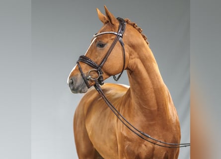 Belgian Warmblood, Stallion, 2 years, Chestnut-Red