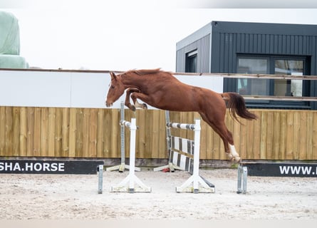 Belgian Warmblood, Stallion, 3 years, 15,2 hh, Chestnut