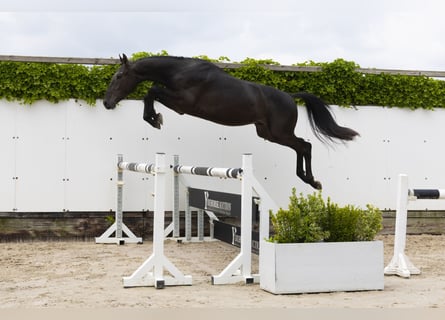 Belgian Warmblood, Stallion, 3 years, 15,1 hh, Black