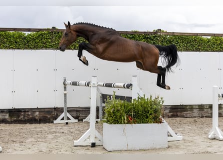 Belgian Warmblood, Stallion, 3 years, 15,3 hh, Brown