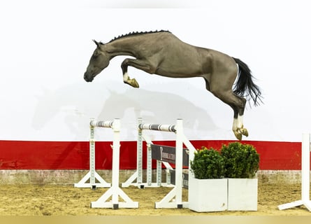 Belgian Warmblood, Stallion, 3 years, 15,3 hh