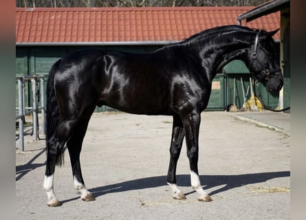 Belgian Warmblood, Stallion, 3 years, 16.1 hh, Black