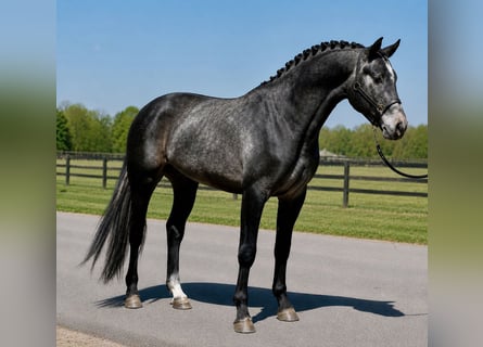 Belgian Warmblood, Stallion, 3 years, 16.1 hh, Grey