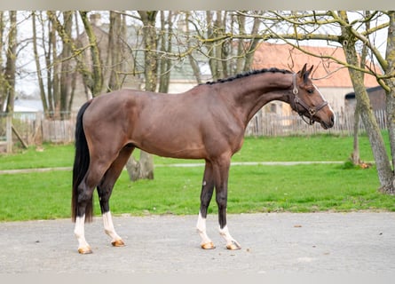 Belgian Warmblood, Stallion, 3 years, 16.1 hh