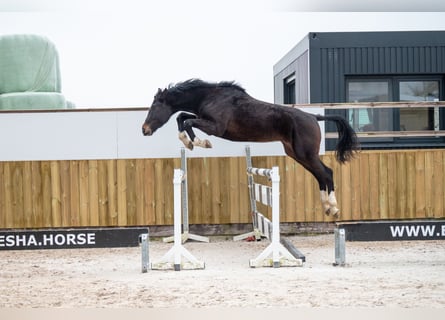 Belgian Warmblood, Stallion, 3 years, 16,2 hh, Bay-Dark