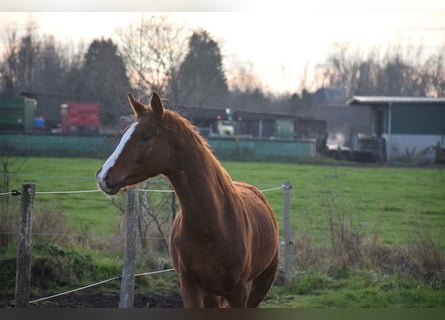 Belgian Warmblood, Stallion, 3 years, 16.2 hh, Chestnut-Red