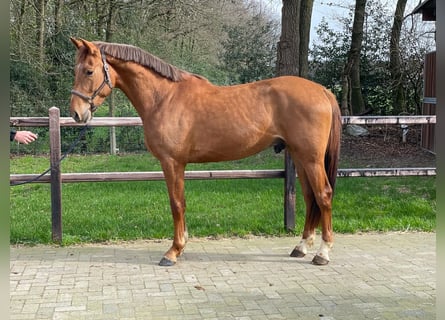 Belgian Warmblood, Stallion, 3 years, 16.2 hh, Chestnut-Red