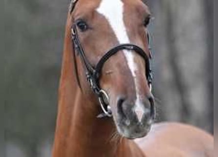 Belgian Warmblood, Stallion, 3 years, 16,2 hh, Chestnut