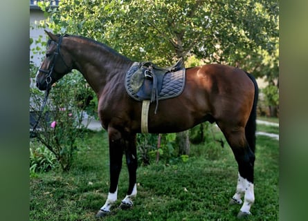 Belgisches Warmblut, Hengst, 3 Jahre, 16,3 hh, Rotbrauner