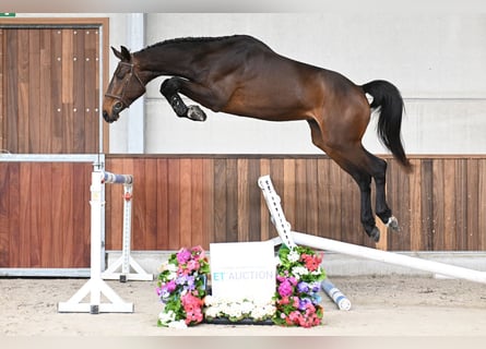Belgian Warmblood, Stallion, 3 years, 16.3 hh, Bay