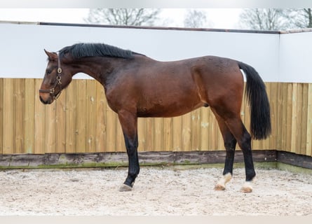 Belgian Warmblood, Stallion, 3 years, 16,3 hh, Brown