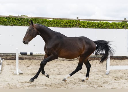 Belgian Warmblood, Stallion, 3 years, 16 hh, Brown
