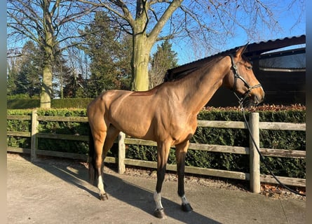 Belgian Warmblood, Stallion, 3 years, 16 hh, Brown