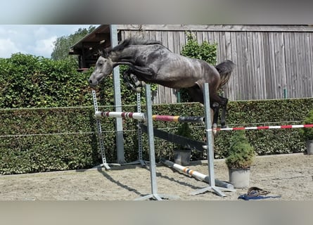 Belgian Warmblood, Stallion, 3 years, 16 hh, Gray