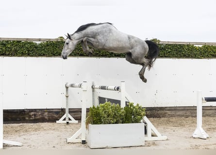 Belgian Warmblood, Stallion, 3 years, 16 hh