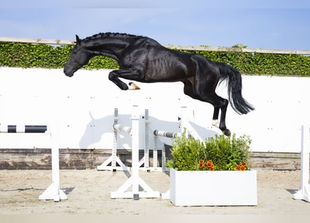 Belgian Warmblood, Stallion, 3 years, 16,1 hh, Bay-Dark