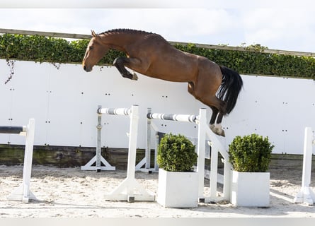 Belgian Warmblood, Stallion, 3 years, 16,1 hh, Brown