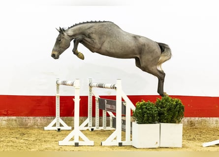 Belgian Warmblood, Stallion, 3 years, 16,2 hh