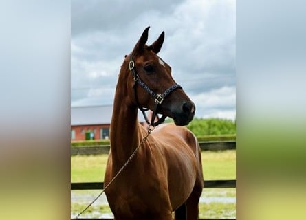 Belgian Warmblood, Stallion, 3 years, 17 hh, Chestnut-Red