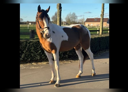 Belgian Warmblood, Stallion, 4 years, 14 hh, Pinto