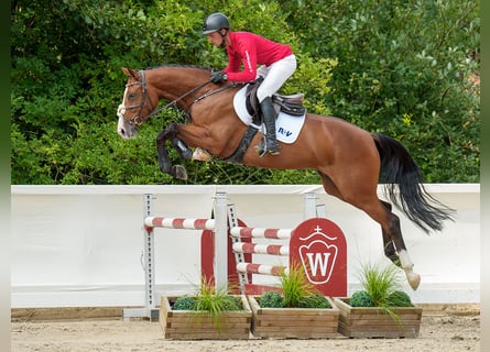 Belgian Warmblood, Stallion, 4 years, 16,1 hh, Brown