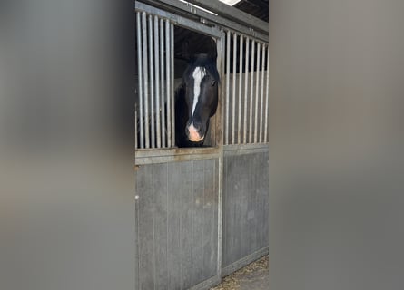 Belgian Warmblood, Stallion, 4 years, 16 hh, Smoky-Black