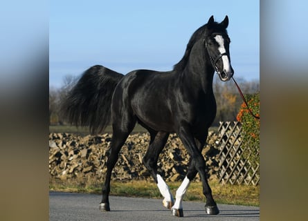 Belgian Warmblood, Stallion, 4 years, 16,2 hh, Black
