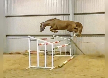 Belgian Warmblood, Stallion, 4 years, 16,2 hh, Chestnut-Red