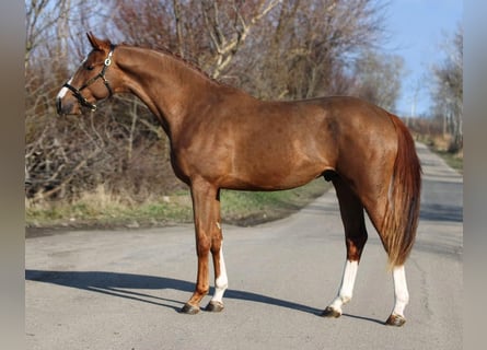 Belgian Warmblood, Stallion, 4 years, 16,2 hh, Chestnut-Red