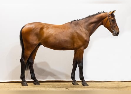Belgian Warmblood, Stallion, 4 years, 16,2 hh