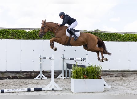 Belgian Warmblood, Stallion, 4 years, 17,1 hh, Chestnut-Red