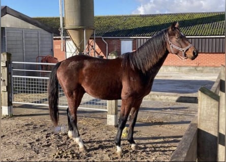 Belgian Warmblood, Stallion, 4 years, Brown