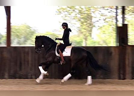 Belgian Warmblood, Stallion, 5 years, 16.2 hh, Bay-Dark