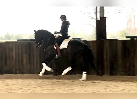 Belgian Warmblood, Stallion, 5 years, 16.2 hh, Smoky-Black