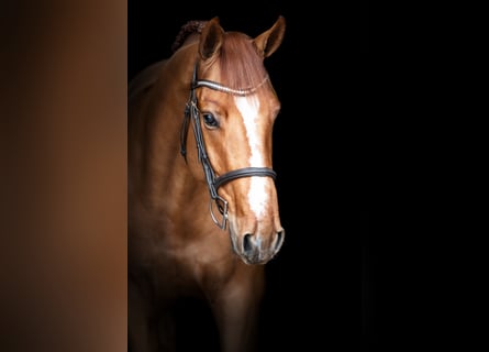 Belgian Warmblood, Stallion, 6 years, 16 hh, Chestnut-Red