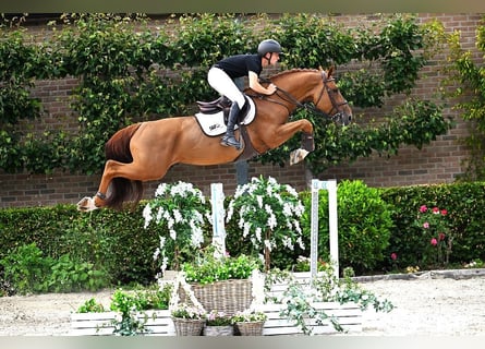 Belgian Warmblood, Stallion, 8 years, 16,2 hh, Chestnut-Red