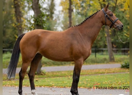 Belgian Warmblood, Stallion, 9 years, 16 hh, Bay-Dark