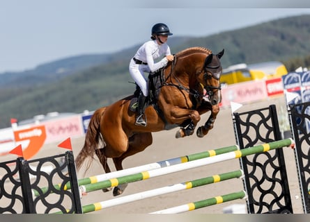 Belgian Warmblood, Stallion, 9 years, 16,2 hh, Chestnut