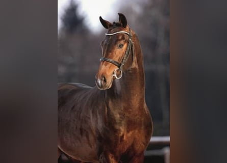 Belgian Warmblood, Stallion, 17 years, 16.1 hh, Brown