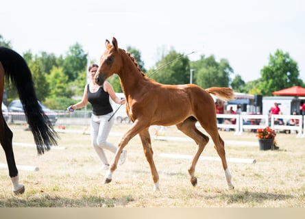 Belgian Warmblood, Stallion, Foal (05/2025), 17 hh, Chestnut-Red