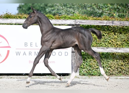 Belgian Warmblood, Stallion, Foal (07/2023), Bay-Dark