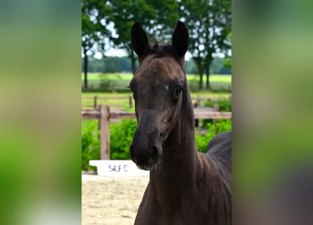 Belgian Warmblood, Stallion, Foal (03/2026), Bay-Dark